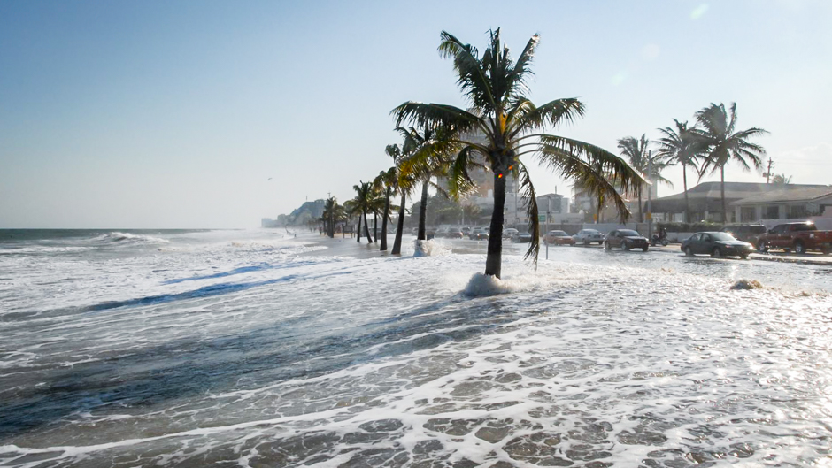 palms and water